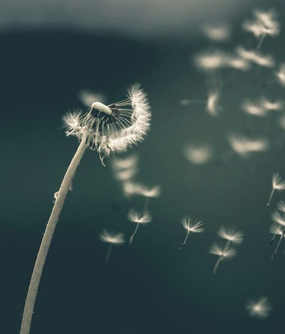 a dandelion blowing in the wind with a black and white photo at The Hudson